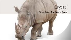  Presentation with monarch butterfly isolated on white - Slide deck featuring single-large-rhinoceros-isolated background and a mint green colored foreground