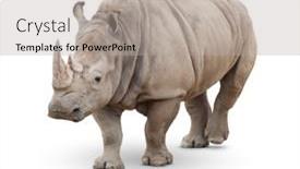  Presentation with history earth globe isolated white - Slides consisting of single-large-rhinoceros-isolated background and a mint green colored foreground