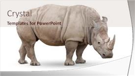  Presentation with frames isolated on white brown - PPT layouts enhanced with single-large-rhinoceros-isolated background and a soft green colored foreground
