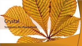  Presentation with single tree - Audience pleasing presentation consisting of single leaf of horse chestnut backdrop and a gold colored foreground