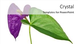  Presentation with lilac flower - Beautiful PPT theme featuring single-lilac-anthurium-flower-isolated backdrop and a white colored foreground
