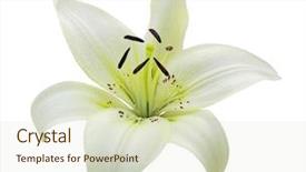  Presentation with lily flower - Amazing slide deck having single lily flower head isolated backdrop and a  colored foreground