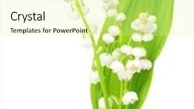  Presentation with lily - Presentation theme with single lily-of-the-valley background and a blonde colored foreground