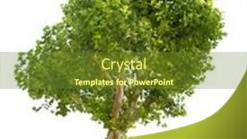  Presentation with single tree - Colorful presentation theme enhanced with single london plane tree isolated on white background backdrop and a tawny brown colored foreground