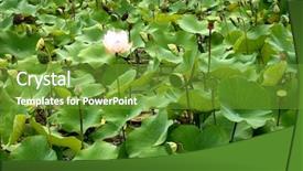  Presentation with lotus flower - Audience pleasing PPT layouts consisting of bird formal - single lotus flower backdrop and a tawny brown colored foreground