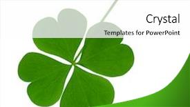  Presentation with four leaf clover - Cool new presentation with single lucky shamrock leaf isolated backdrop and a white colored foreground