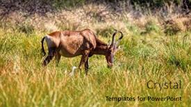  Presentation with tall - Presentation consisting of single-male-tsessebe-antelope-grazing background and a gold colored foreground