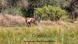  Presentation with tall - PPT layouts with single-male-tsessebe-antelope-scratching background and a yellow colored foreground