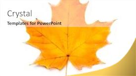  Presentation with maple leaf - Slides with single-maple-falll-leaf-isolated background and a white colored foreground