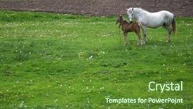  Presentation with horses - PPT theme consisting of single mothers adolescents - horses on the field background and a tawny brown colored foreground