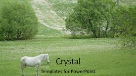  Presentation with white horse - Beautiful presentation featuring single mothers adolescents - white horse backdrop and a seafoam green colored foreground