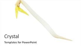  Presentation with sprout - Colorful PPT theme enhanced with single mung bean sprout isolated backdrop and a white colored foreground
