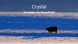  Presentation with cow - PPT theme with single-one-cow-feeding background and a ocean colored foreground