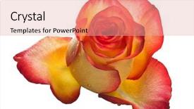  Presentation with rose flower - Theme having single orange rose flower isolated background and a coral colored foreground