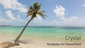  Presentation with single tree - Slide set consisting of single palm tree at tropical beach reaching into caribbean sea background and a soft green colored foreground