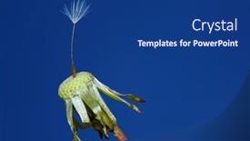  Presentation with dandelion - Presentation theme with single-pappus-with-fruit background and a ocean colored foreground