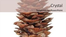  Presentation with pine cone - Beautiful PPT theme featuring single pine cone isolated on white background backdrop and a coral colored foreground