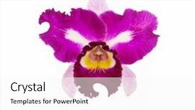  Presentation with pink white - Cool new PPT theme with single pink and purple orchid backdrop and a white colored foreground