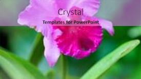  Presentation with pink curveds - Theme featuring single pink cattleya background and a lavender colored foreground