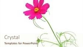  Presentation with cosmos - Amazing presentation theme having single-pink-cosmos-sonata-flower backdrop and a cream colored foreground