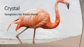 Presentation with flamingo - Amazing slides having single pink flamingo in zoo backdrop and a light gray colored foreground