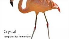  Presentation with flamingo - Cool new presentation with single pink flamingo isolated on white background backdrop and a white colored foreground