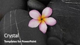  Presentation with pink black - Slide set consisting of single pink frangipani on black pebbles background and a dark gray colored foreground