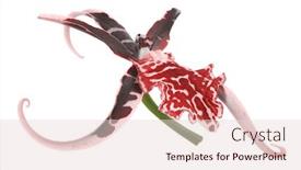  Presentation with dark flower - Theme featuring single pink orchid flower with dark red large spots isolated on white background background and a lemonade colored foreground