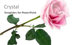  Presentation with pink rose - Amazing presentation having single pink rose backdrop and a white colored foreground
