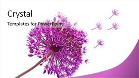  Presentation with green onions and bulb onion - Presentation theme with single purple alliums ornamental onions background and a white colored foreground