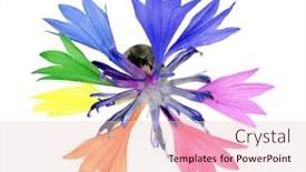  Presentation with single color - Slides with single-rainbow-color-flower-isolated background and a lemonade colored foreground