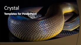  Presentation with python - Colorful theme enhanced with single-rainbow-serpent-water-python backdrop and a black colored foreground