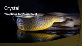  Presentation with python - Theme featuring single-rainbow-serpent-water-python background and a black colored foreground