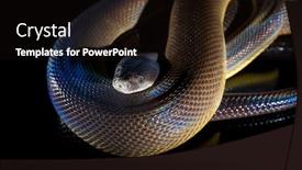  Presentation with python - Beautiful slides featuring single-rainbow-serpent-water-python backdrop and a wine colored foreground