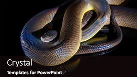  Presentation with python - Slides having single-rainbow-serpent-water-python background and a wine colored foreground