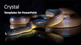  Presentation with python - Beautiful theme featuring single-rainbow-serpent-water-python backdrop and a black colored foreground