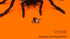  Presentation with spider - Theme featuring single real tarantula spider creeping up on a small fly creepy halloween concept with blank space for text background and a gray colored foreground