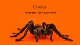  Presentation with spider - Presentation design featuring single real tarantula spider on orange background creepy halloween concept with blank space for text background and a gray colored foreground