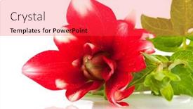  Presentation with dahlia - 