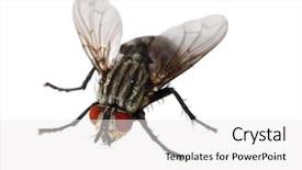  Presentation with fly - Amazing slides having single red eyed fly isolated backdrop and a white colored foreground