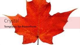  Presentation with maple leaf - Cool new presentation theme with single-red-maple-leaf-isolated backdrop and a red colored foreground