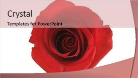  Presentation with white rose - Presentation having single red rose bud isolated background and a coral colored foreground