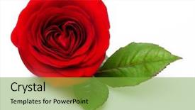  Presentation with rose flower - PPT theme consisting of single red rose flower background and a seafoam green colored foreground
