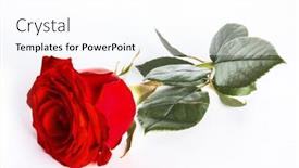  Presentation with rose flower - Colorful presentation enhanced with single-red-rose-flower backdrop and a white colored foreground