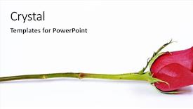  Presentation with rose gold - PPT theme consisting of single red rose on white background and a white colored foreground