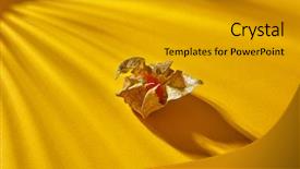  Presentation with autumn - Amazing theme having single ripe yellow physalis plant backdrop and a light gray colored foreground
