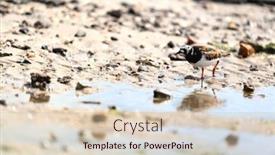  Presentation with water - Presentation design with single-ruddy-turnstone-wading background and a soft green colored foreground