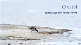  Presentation with water - PPT layouts enhanced with single-ruddy-turnstone-wading background and a sky blue colored foreground