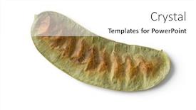  Presentation with background - Slide deck consisting of single-senna-alexandrina-pod-isolated background and a white colored foreground