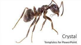  Presentation with ant - Colorful presentation theme enhanced with single small brown forest ant backdrop and a white colored foreground